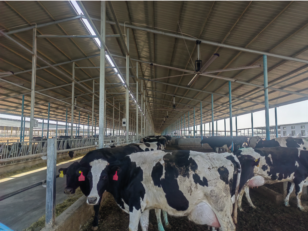 HVLS ceiling fan for farm